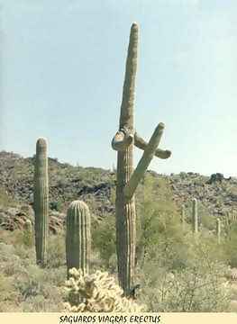 Saguaros viagras erectus