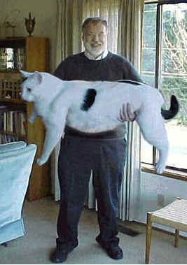 Picture of a man holding a giant cat