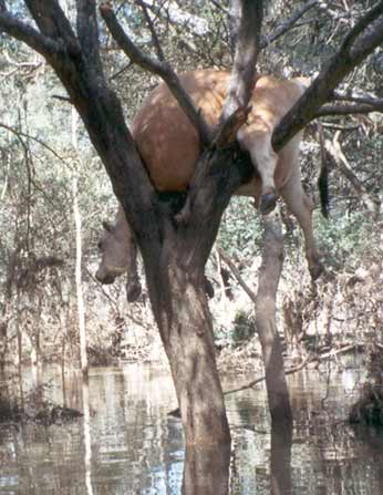 Cow in tree