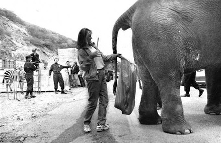 Picture of a woman collecting elephant poo