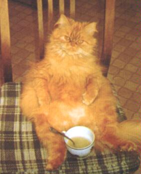 The infamous soup cat
