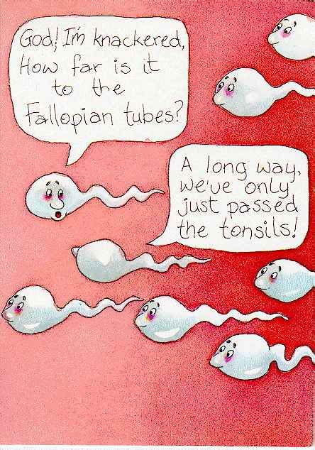 Picture of swimming sperm. One sperm says 'God I'm knackered, how far is it to the fallopian tubes? To which the other replies 'A long way, we've only just passed the tonsils!'